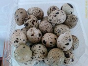 яйца перепелинные 2, 5 за штуку до 200 штук в сутки
